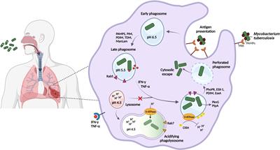 Phenotypic adaptation of Mycobacterium tuberculosis to host-associated stressors that induce persister formation